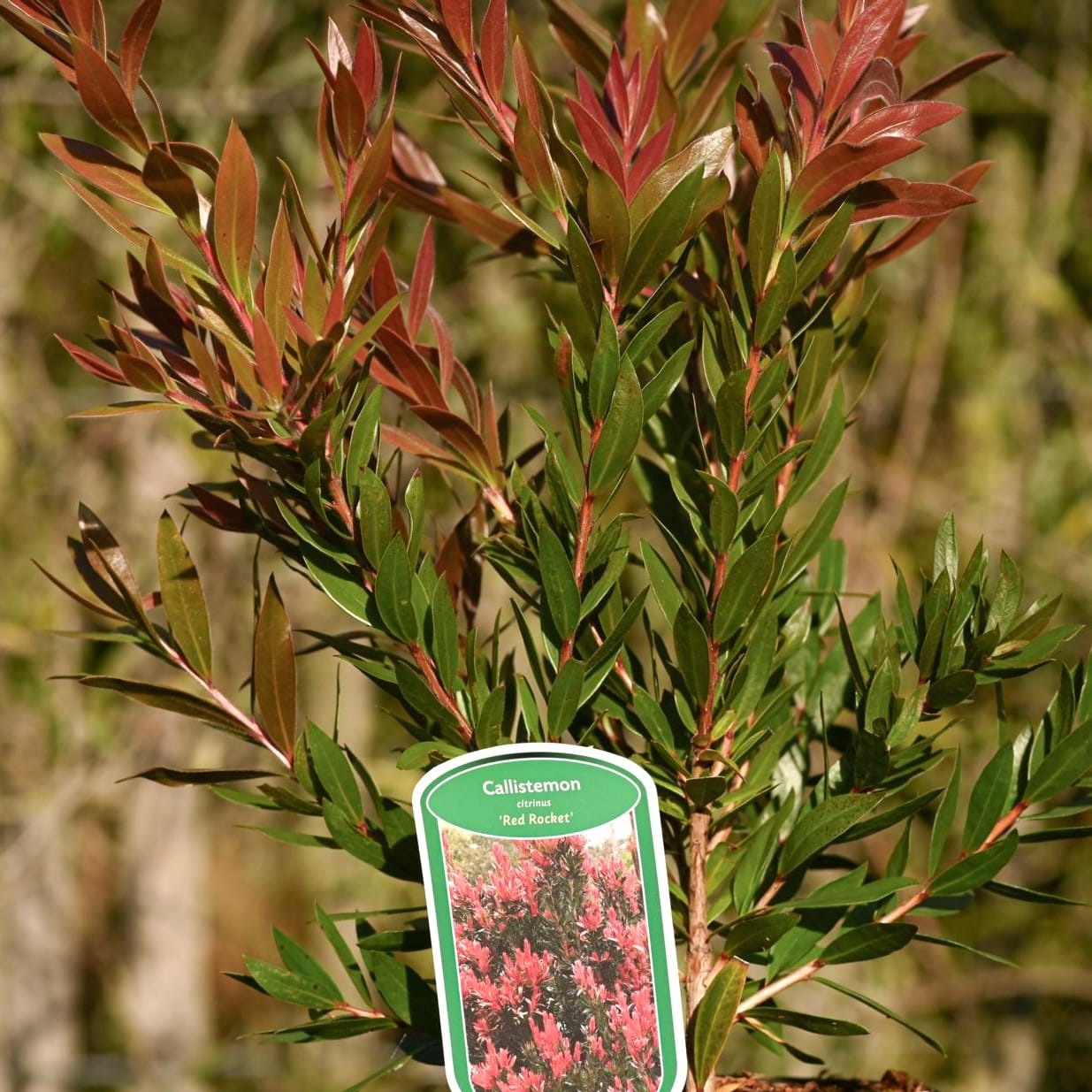 Callistemon citrinus 'Red Rocket'