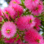 Callistemon 'Hot Pink'