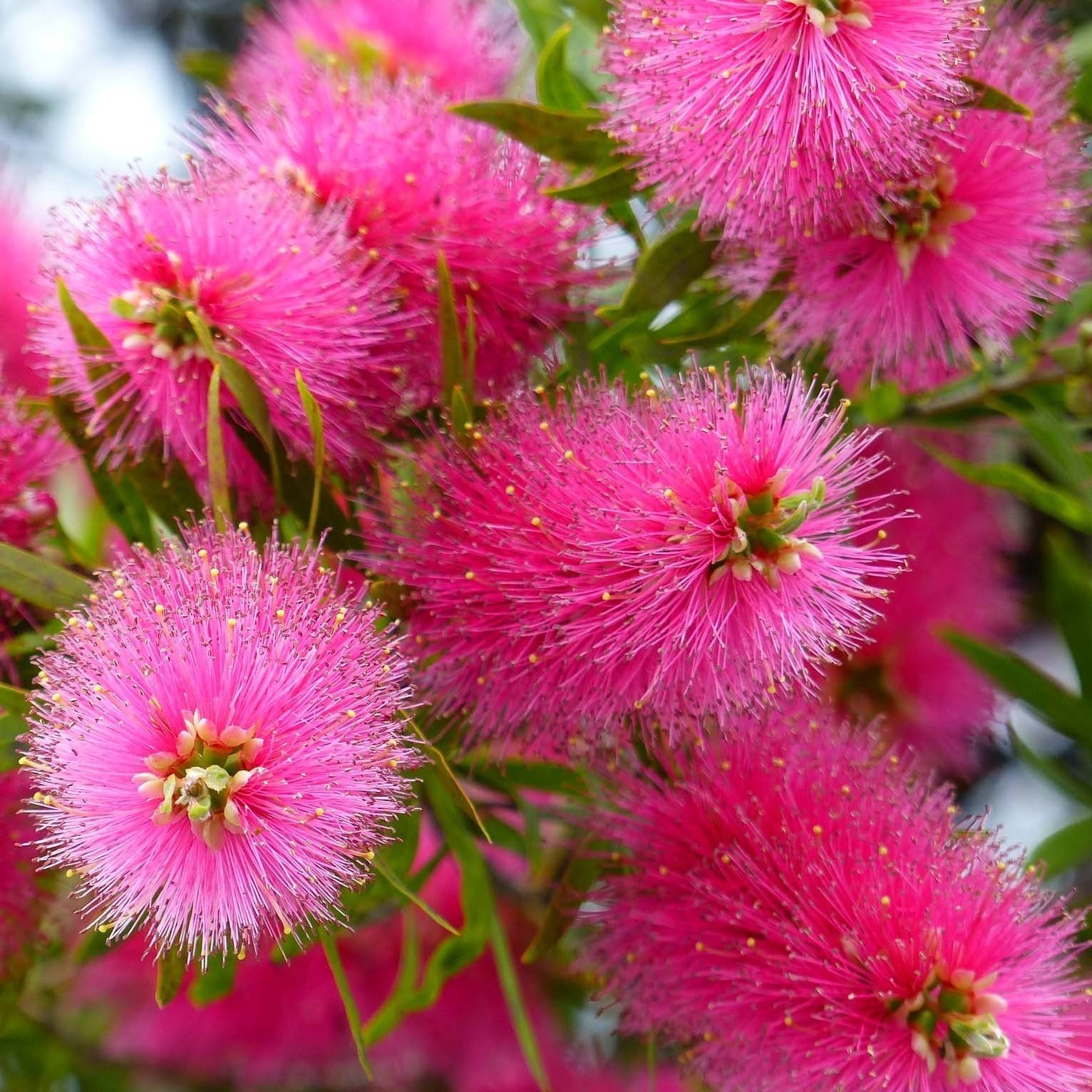 Callistemon 'Hot Pink'