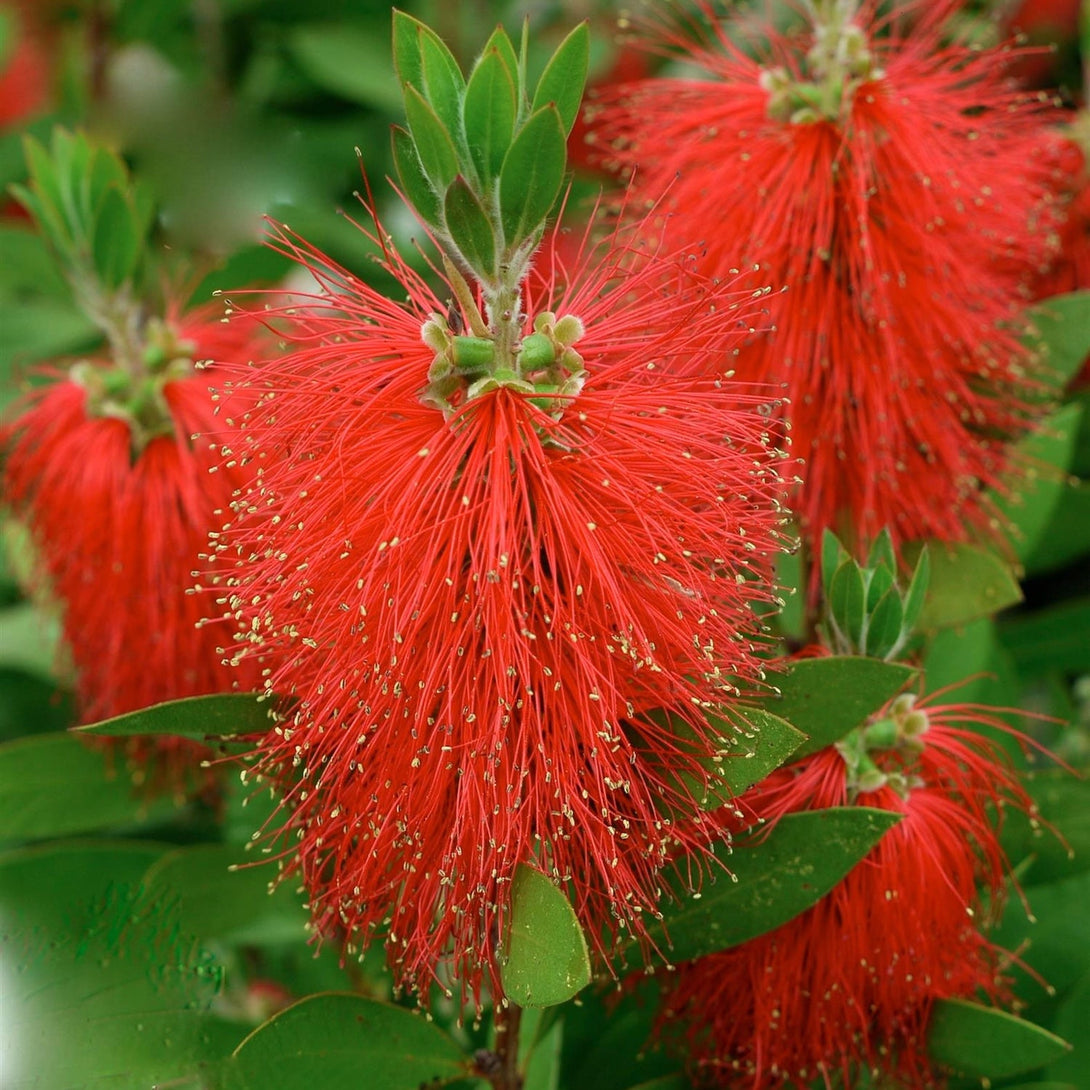 Callistemon citrinus 'Red Rocket'