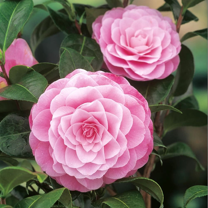 Camellia japonica 'Nuccio's Cameo'