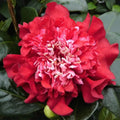 Camellia × williamsii 'Ruby Wedding' 