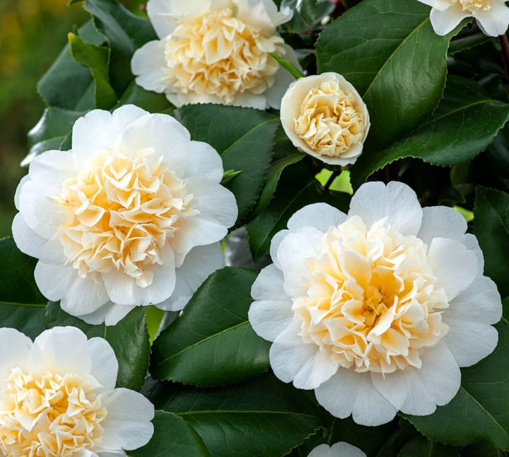 Camellia japonica 'Brushfield's Yellow'