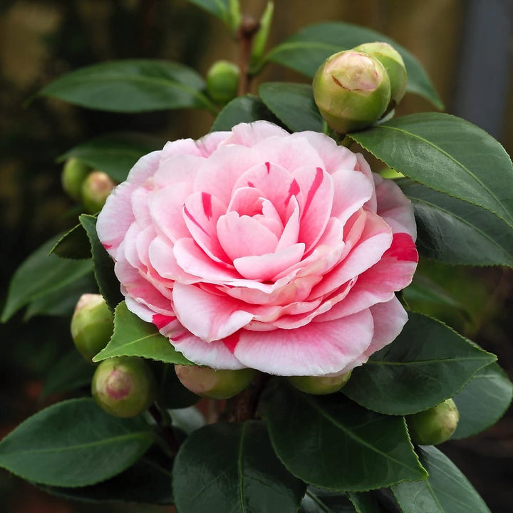 Camellia japonica 'Bonomiana'