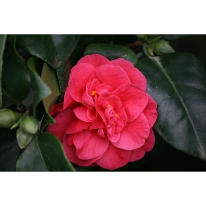 Camellia japonica 'Santorelli'