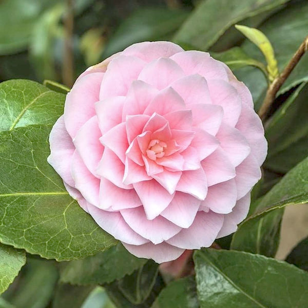 Camellia japonica 'Uso Otome'