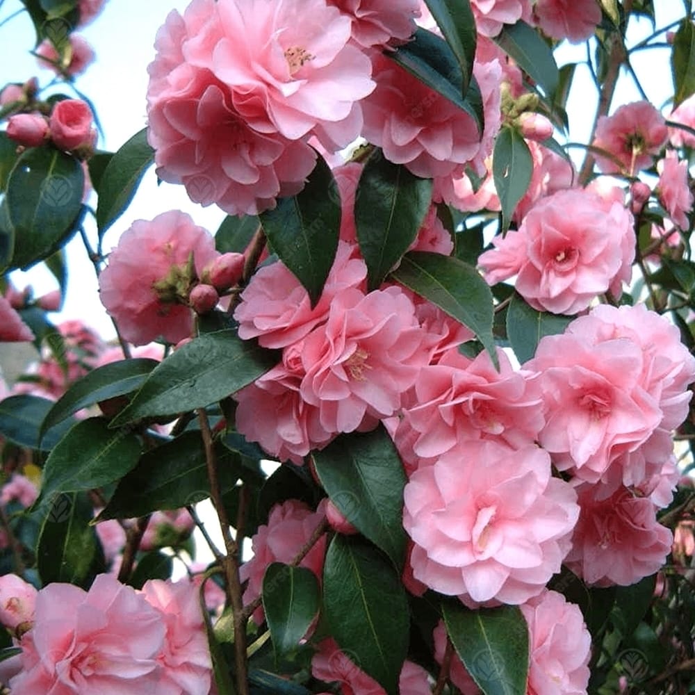 Camellia japonica 'Spring Festival' 