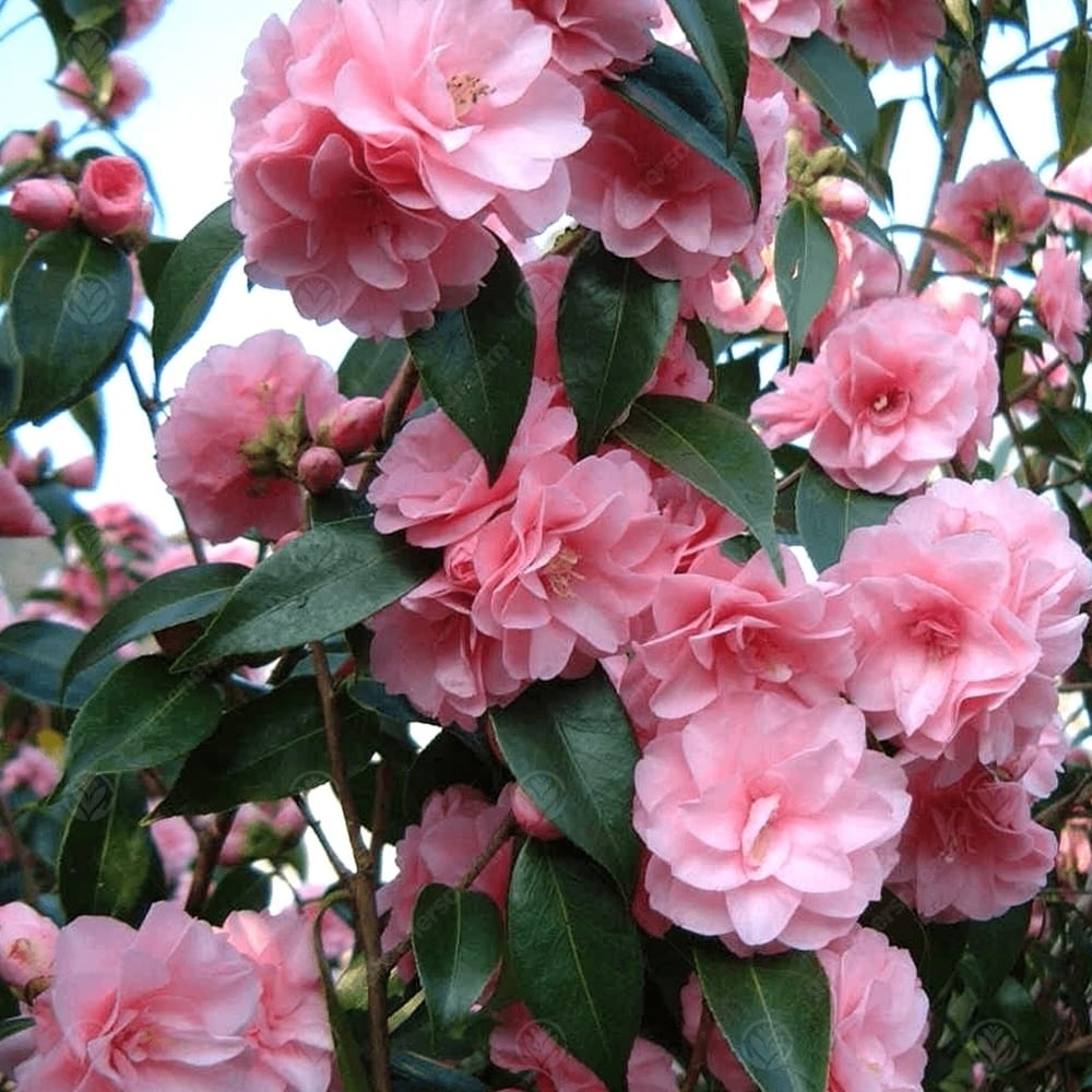 Floare Spring Camellia japonica 'Spring Festival' - floare dubla (rezistenta la ingh ...