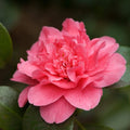 Camellia japonica 'Her Majesty Queen Elizabeth II'