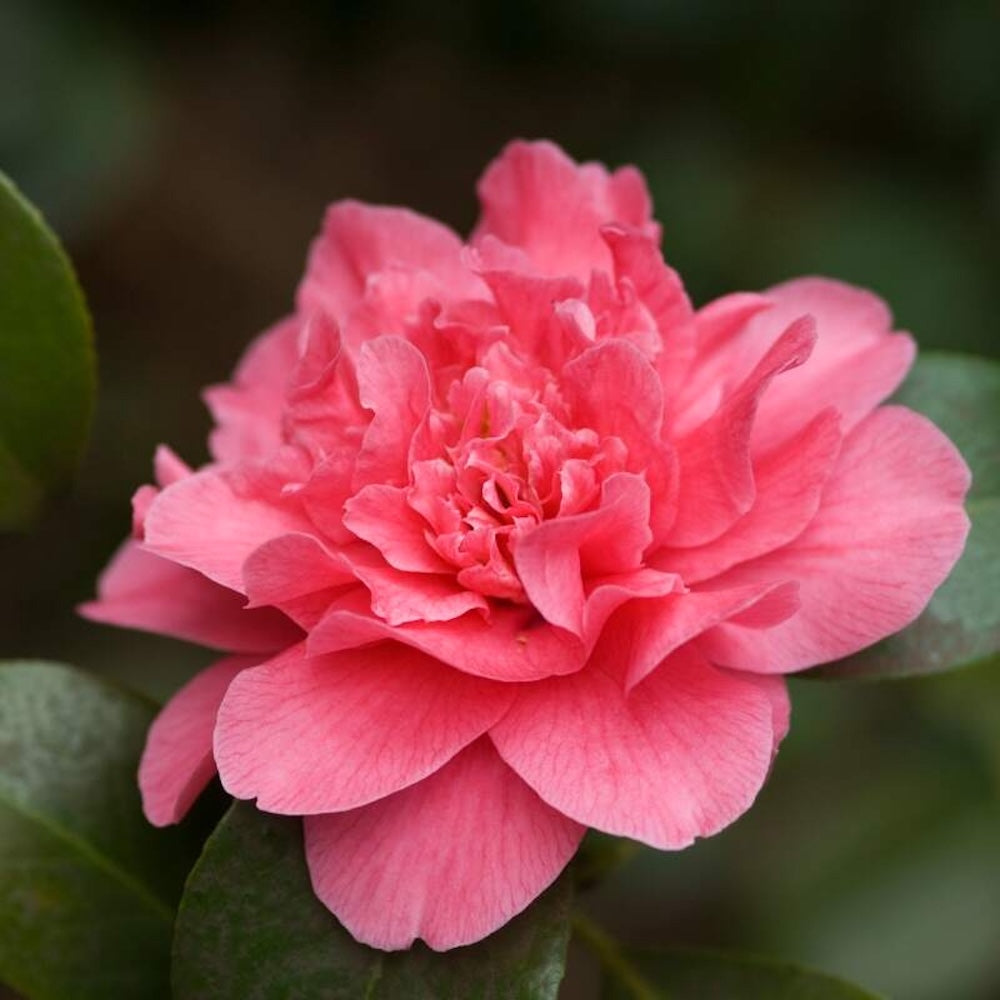 Camellia japonica 'Her Majesty Queen Elizabeth II'