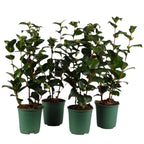 Camellia japonica 'Frau Minna Seidel' - floare dubla (rezistenta la inghet)