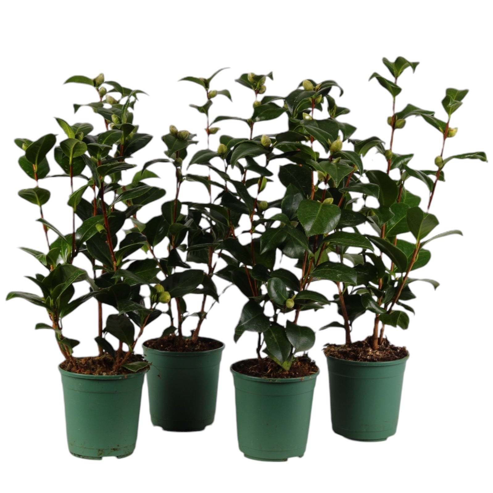 Camellia japonica 'Frau Minna Seidel' - floare dubla (rezistenta la inghet)