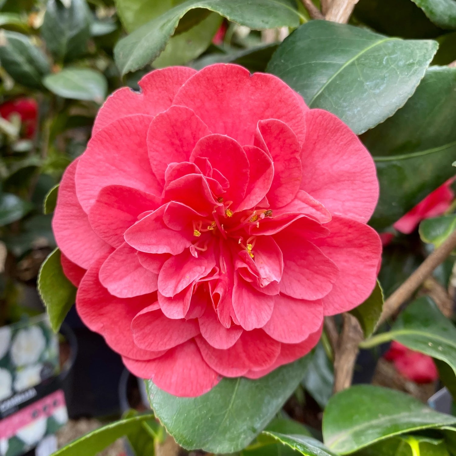 Camellia reticulata 'Mary Williams' (rezistenta la inghet) – Floraria ...