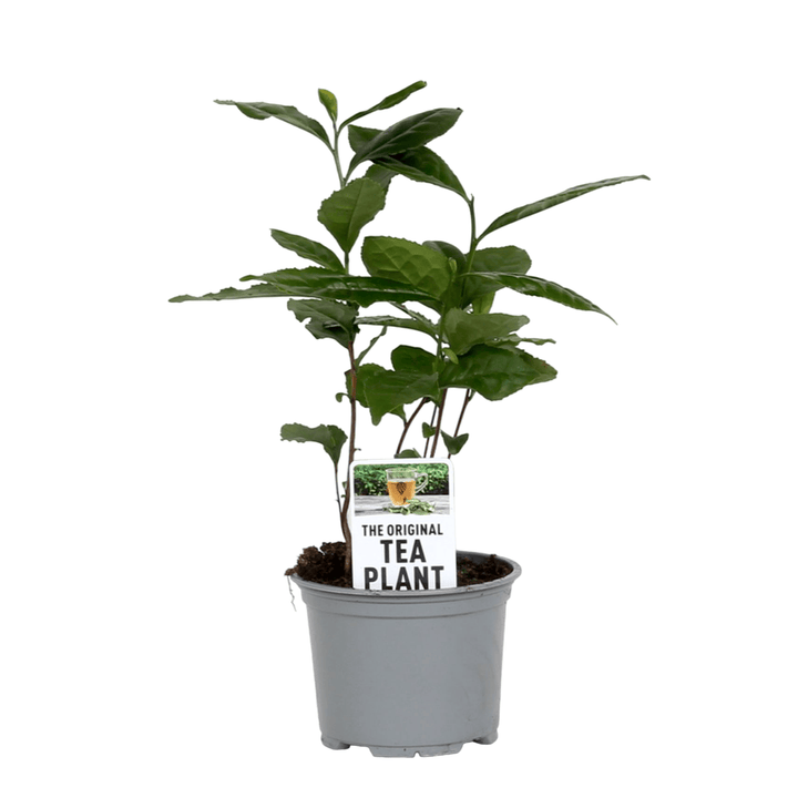 Camellia sinensis