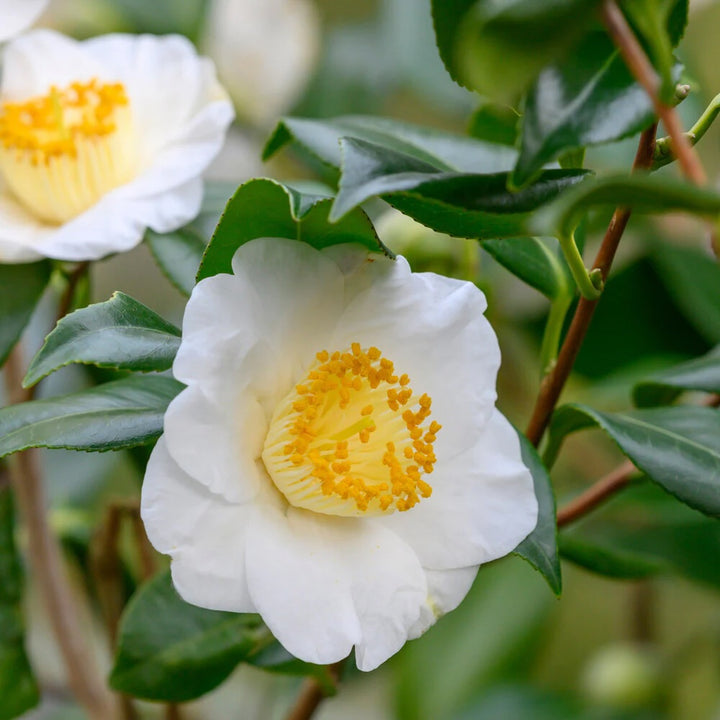 Camellia sinensis 