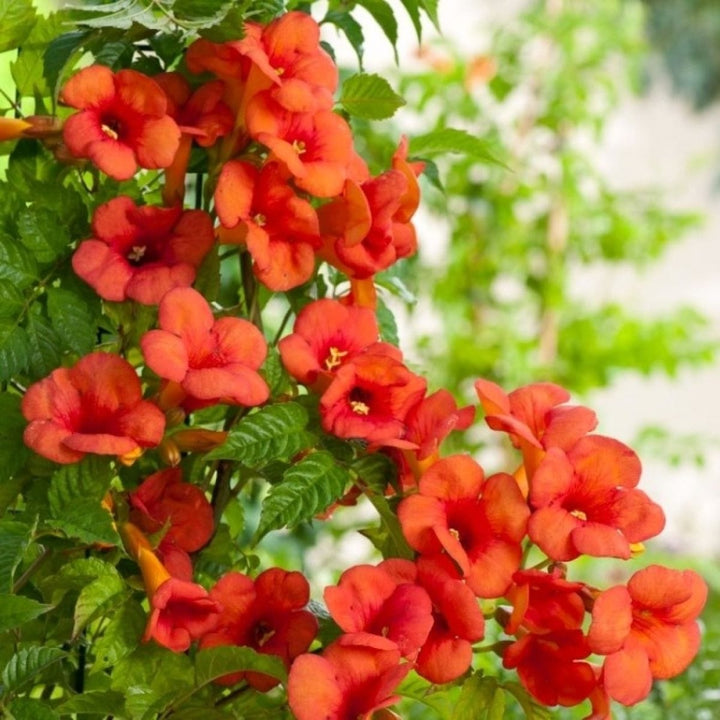 Campsis x tagliabuana 'Madame Galen'