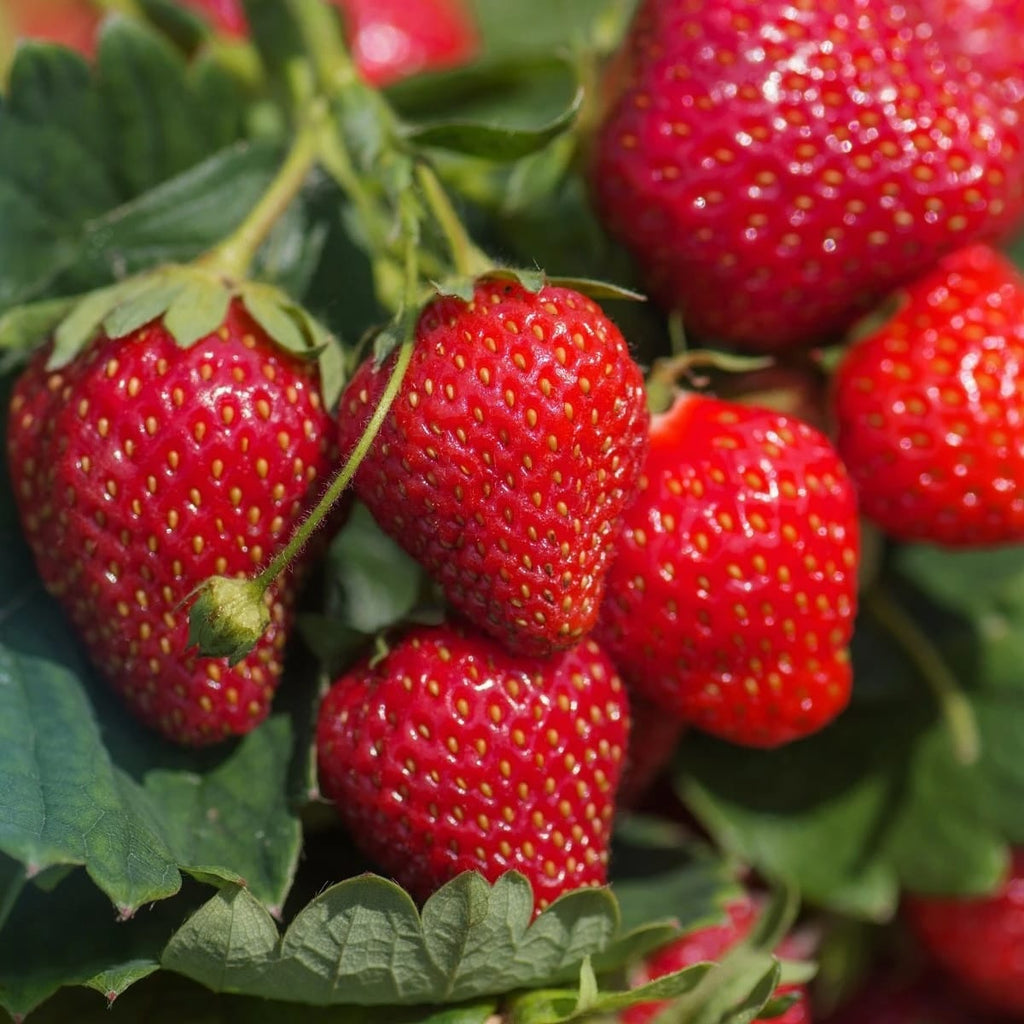 Capsun remontant - Fragaria x ananassa 'Delician F1' (Aardbei)