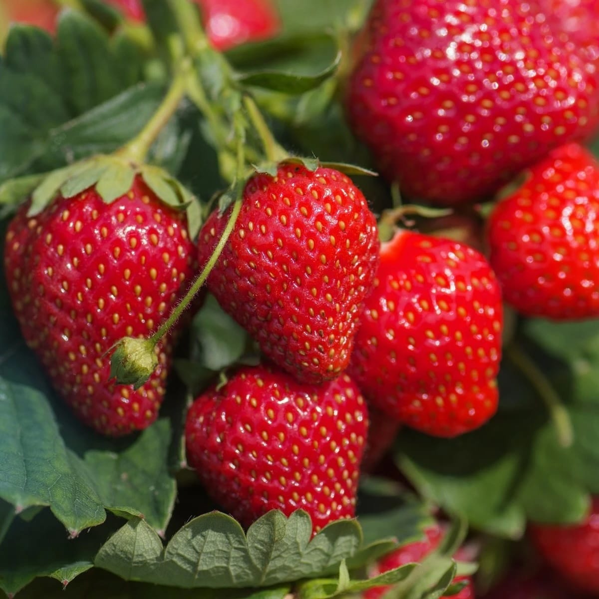 Capsun remontant - Fragaria x ananassa 'Delician F1' (Aardbei)