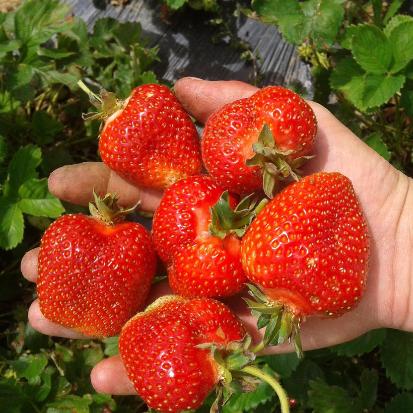 Fraisier Elsanta 10 Plants En Godet 9cm - Variété Productive Gros Fruits Goût Prononcé