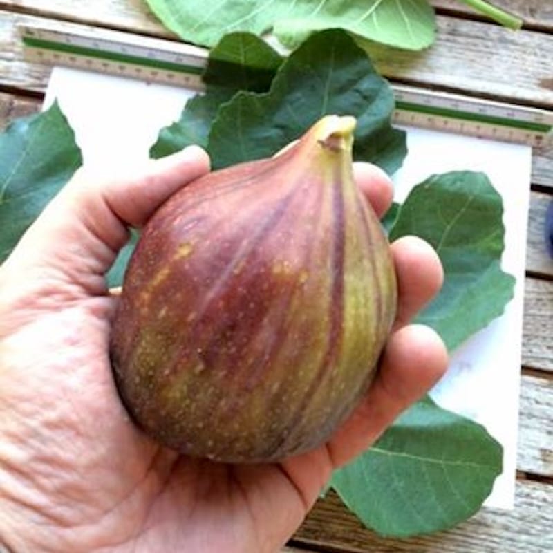 Ficus carica ‘Domenico Tauro’