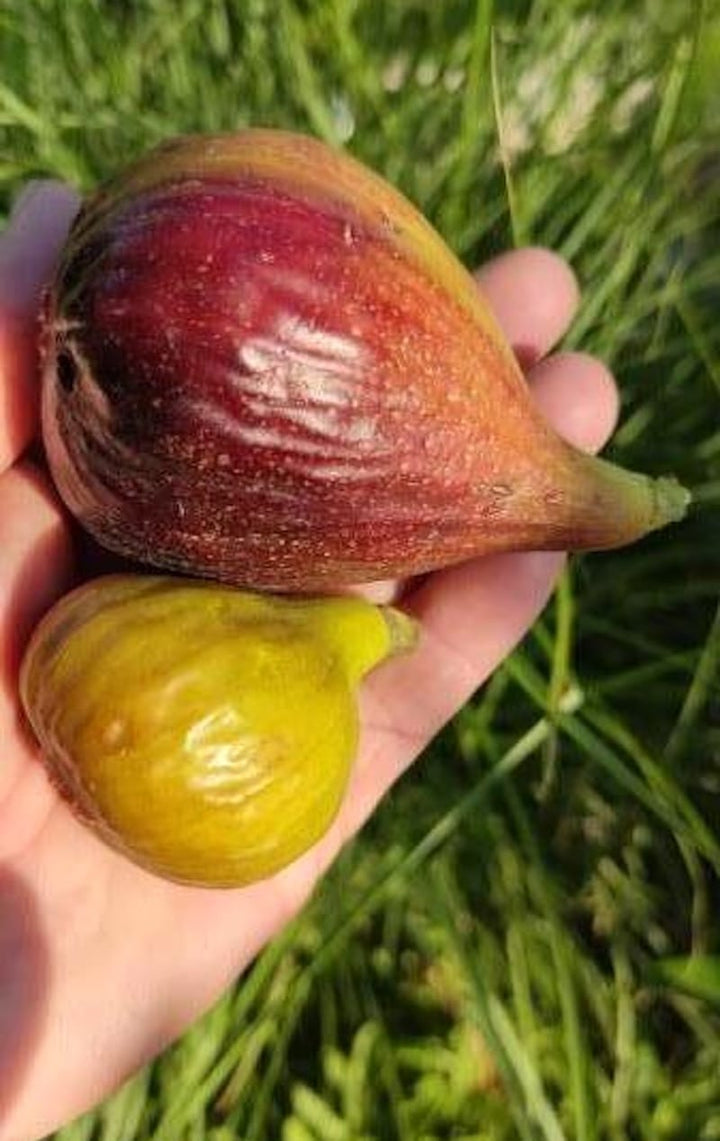 Ficus carica ‘Domenico Tauro’