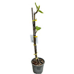 Fico su gambo con frutti variegati - Ficus carica 'Panache' - 100 cm