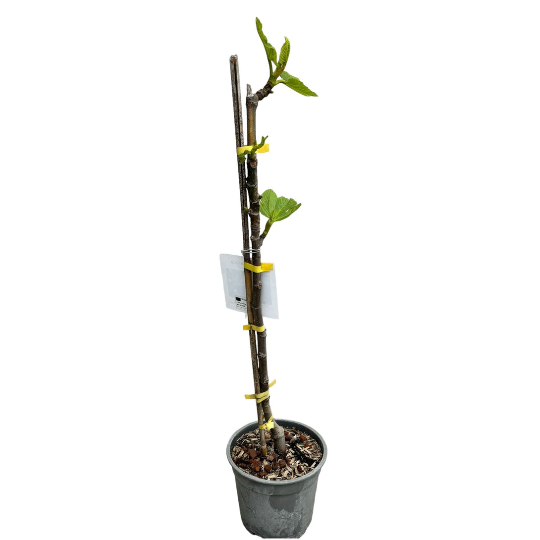 Ficus carica ‘Domenico Tauro’