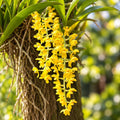 Gomesa recurva