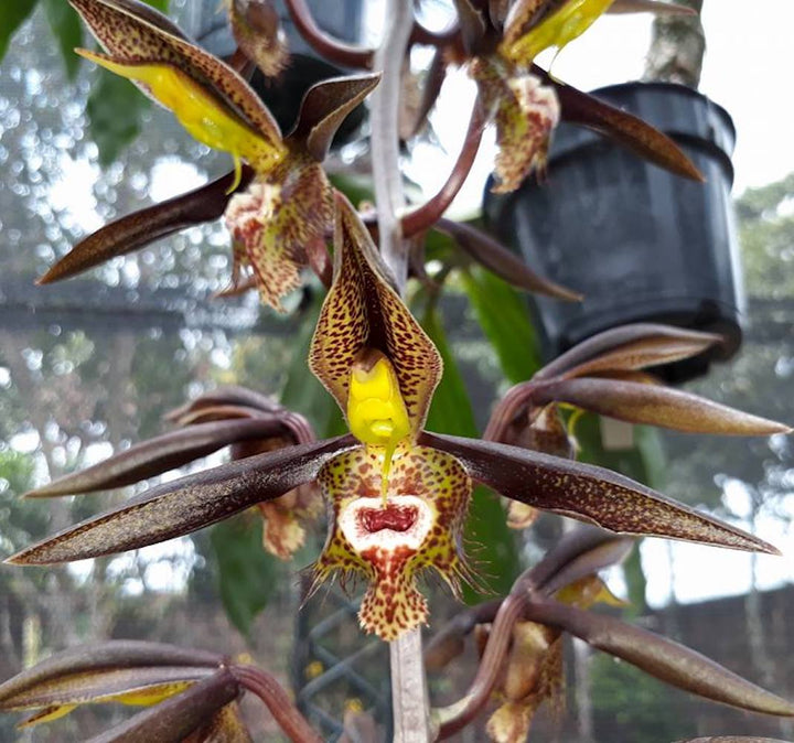 Catasetum saccatum 'Beard'