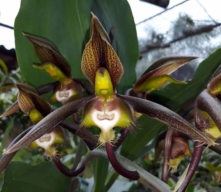 Catasetum saccatum 'Beard'