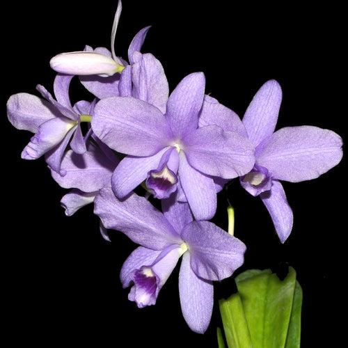 Cattleya bowringiana var. coerulea