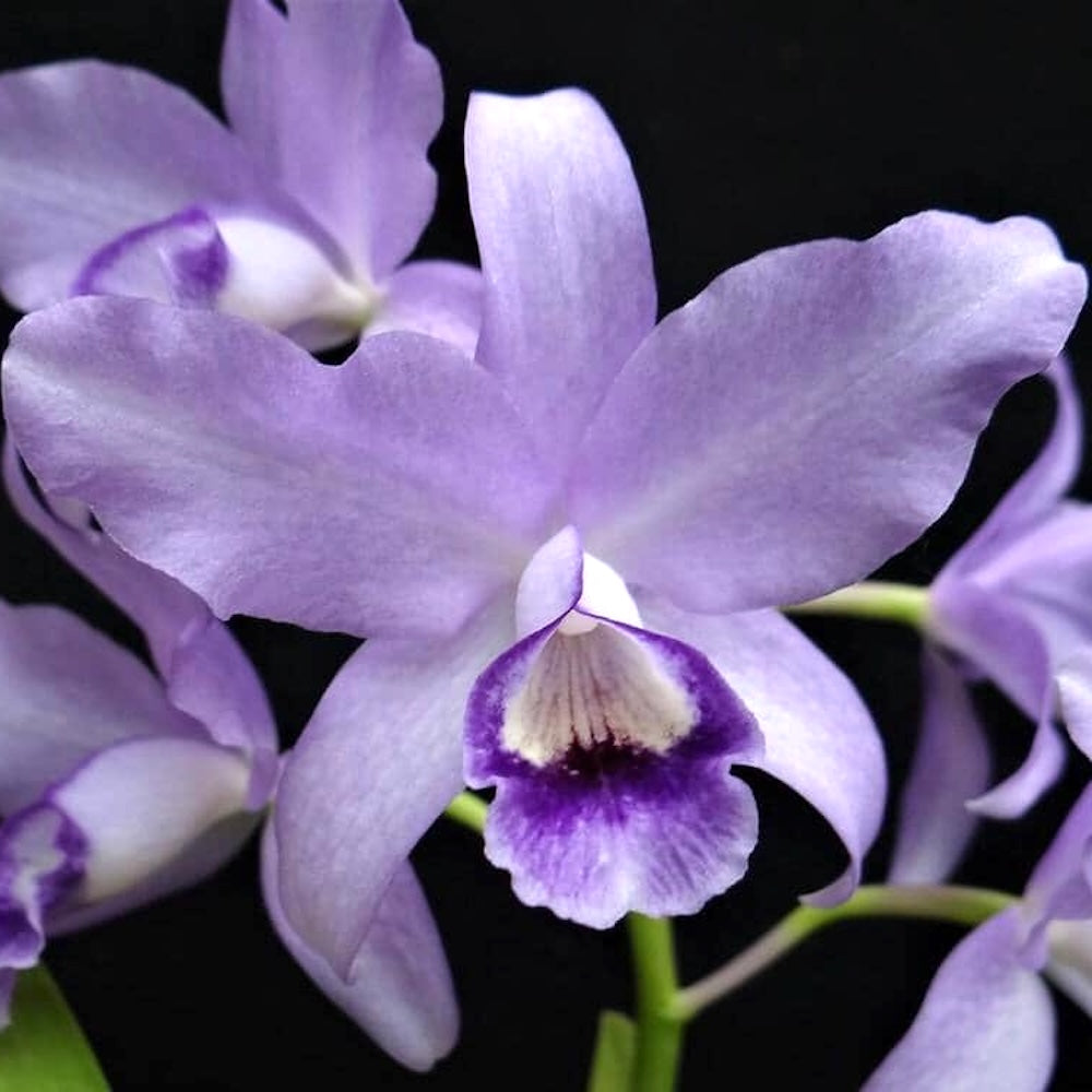 Cattleya bowringiana var. coerulea