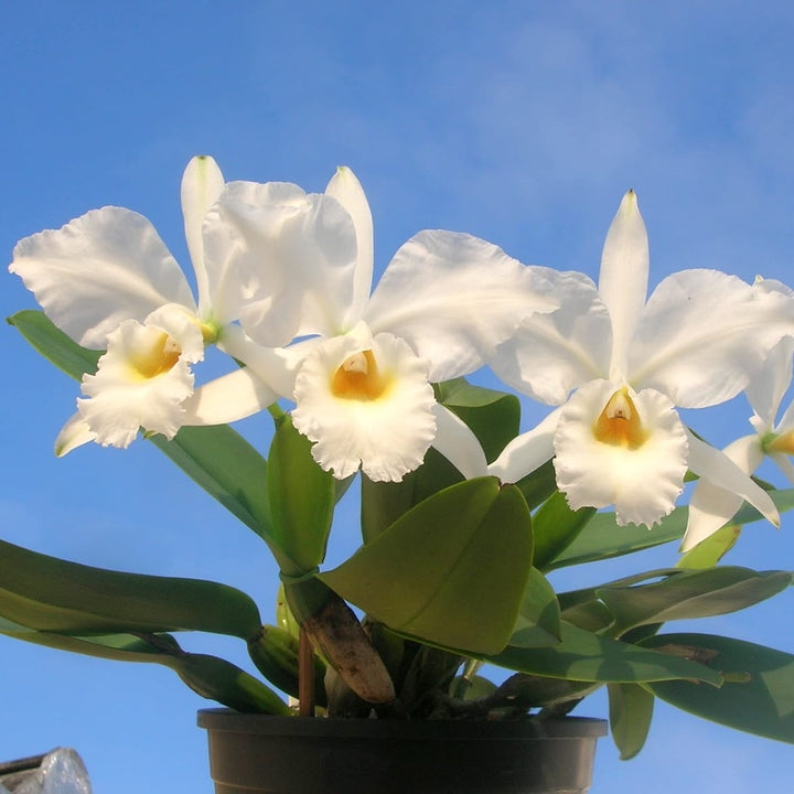 Cattleya labiata var. alba