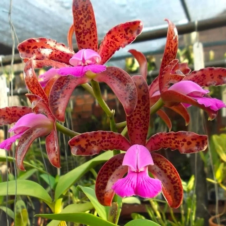 Cattleya leopoldii