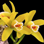 Cattleya luteola