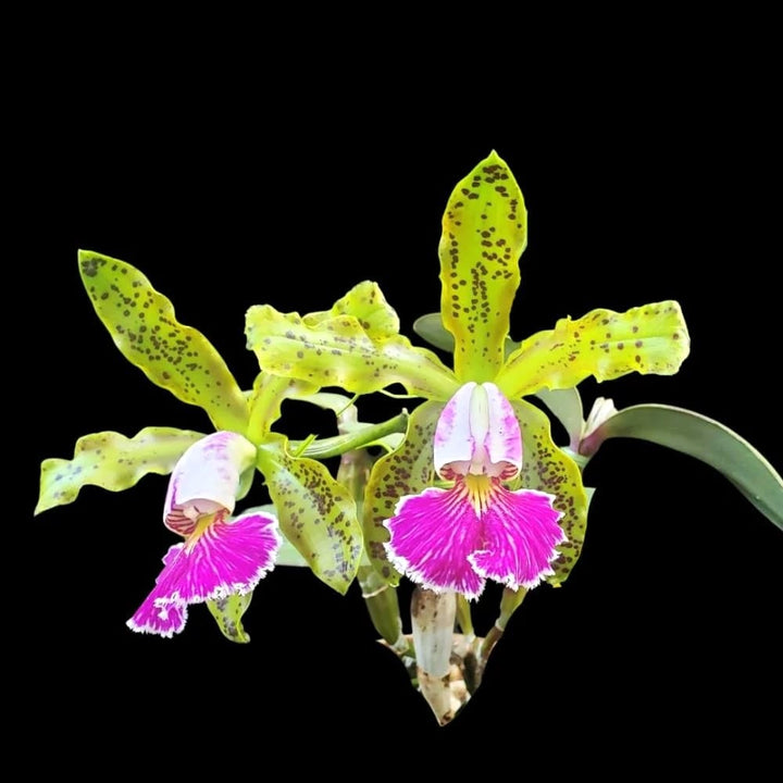 Cattleya schilleriana var. semi-alba