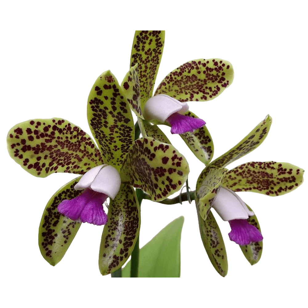 Cattleya guttata var. coerulea