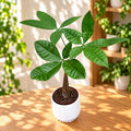 Pachira aquatica – Money Tree, symbol of prosperity