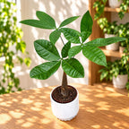 Pachira aquatica – Money Tree, symbol of prosperity
