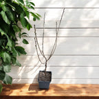 Češnja Regina v loncu - Prunus avium 'Regina' - oblikovana krošnja, H100 cm