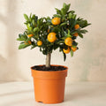 Calamondin pe picior - Mandarin Pitic