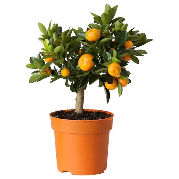 Calamondin pe picior - Mandarin Pitic