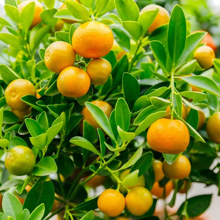 Citrus microcarpa - Calamondin (Calamasi)