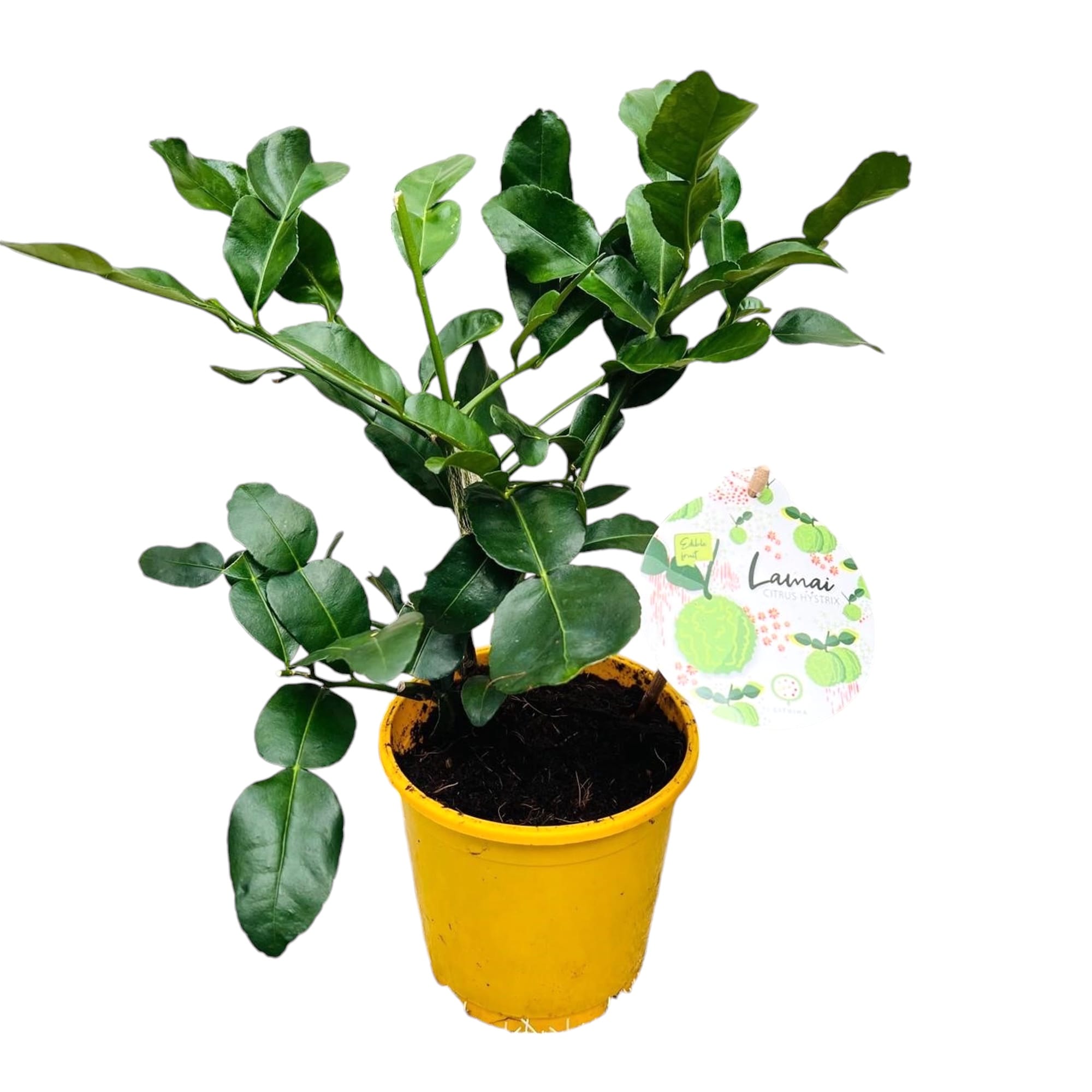 Citrus hystrix (Kaffir Lime) - frunze si fructe comestibile