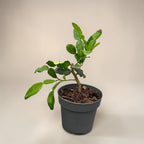 Citrus hystrix (Makrut lime)