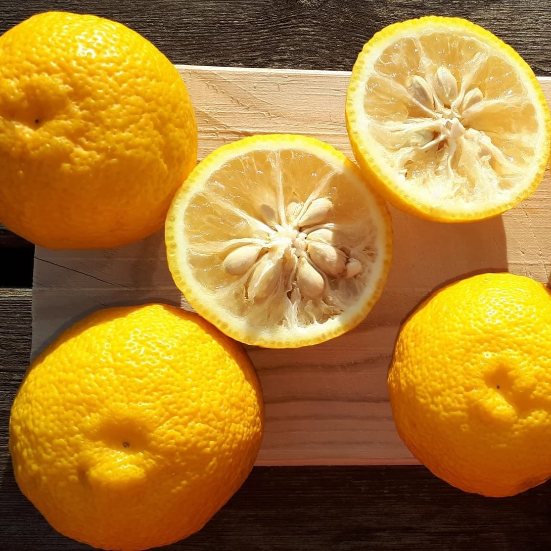 Citrus Yuzu (Citrus junos)