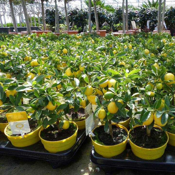 Limequat Lyvia (kumquat x lime)