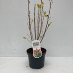Clethra alnifolia ‘Ruby Spice’ - pachnący krzew o intensywnie różowych kwiatach
