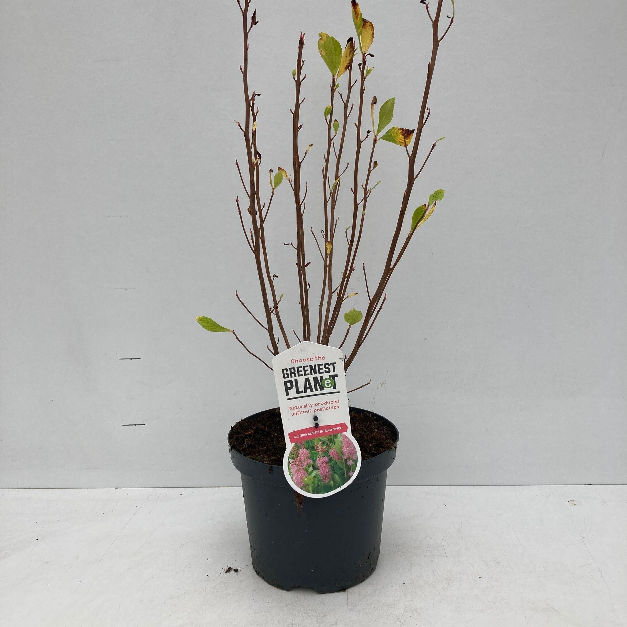 Clethra alnifolia ‘Ruby Spice’ - pachnący krzew o intensywnie różowych kwiatach