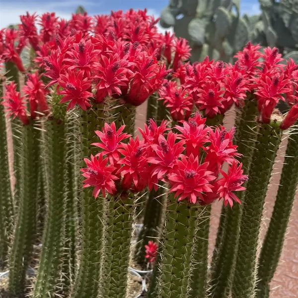 Cleistocactus baumannii